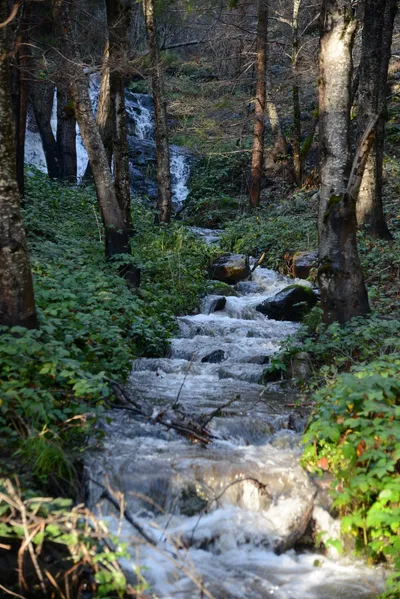 DSC_0931 (Large).JPG